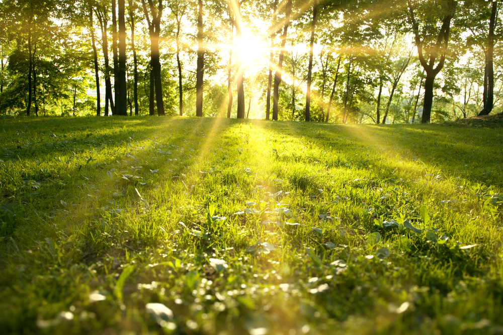 Die belebende Schönheit der Natur